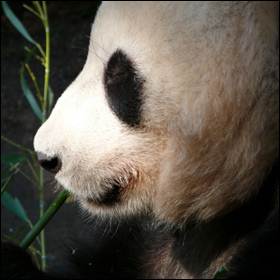 Anche se discendano dai carnivori, i panda giganti sono erbivori estremamente specializzati che si cibano quasi esclusivamente di bambù altamente fibroso