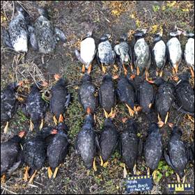 Moria di pulcinelle di mare registrata nel Mare di Bering