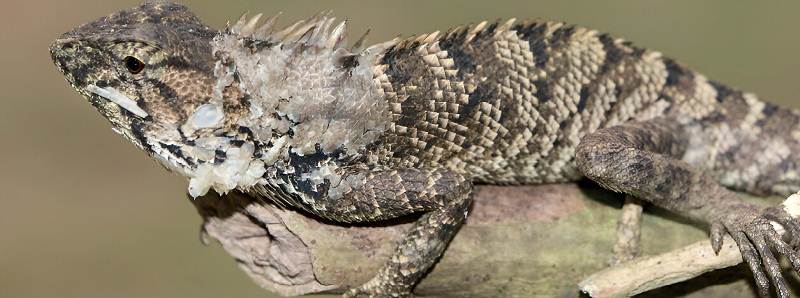 Nuova specie di iguana scoperta in Cina