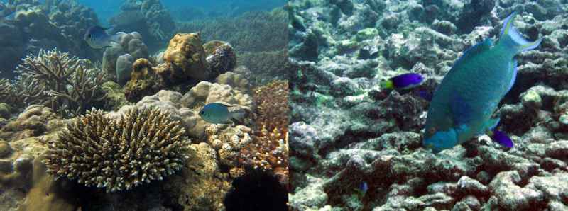 I cambiamenti climatici alterano gli ecosistemi marini
