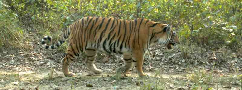 Tigre asiatica minacciata dallo sviluppo umano