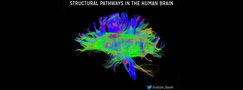 I cambiamenti nei circuiti neurali del cervello