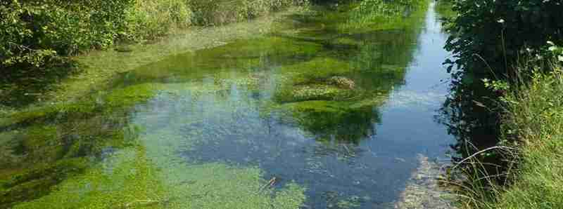 Le piante fluviali proteggono la biodiversità