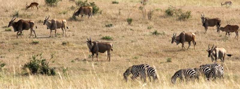 Le interazioni degli animali del Masai Mara